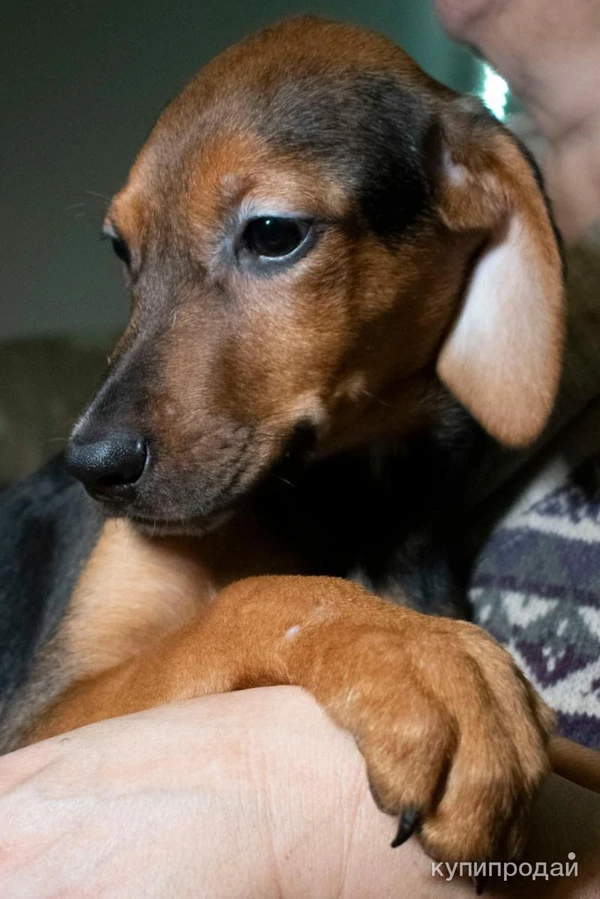 Фото Щенок метис русской гончей