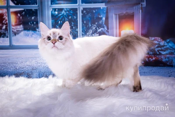 Фото Невские маскарадные котята из питомникаСнежный десант.