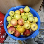 Фото №6 Продам яблоки. ?