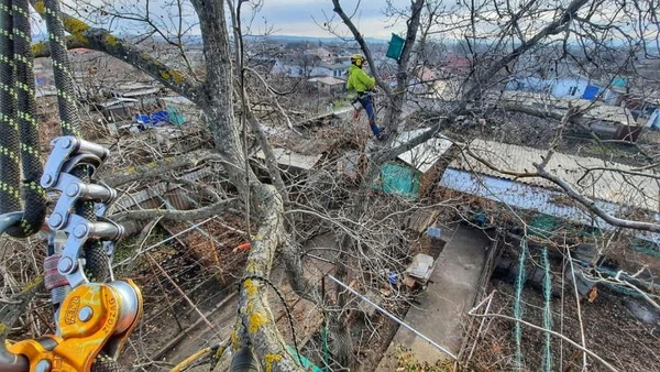 Фото Спил деревьев.Спилить дерево.