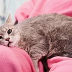 Фото №3 Косенькая полосатая кошечка Паночка в добрые руки