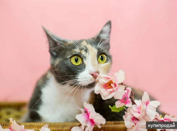 Фото Трехцветная Мася