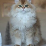 Фото №7 Британский мальчик Юкка