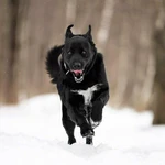 Фото №6 Чёрный богатырь Макс в добрые руки