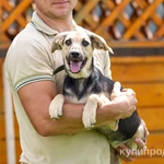 Фото №2 Милашка Глория, ласковая игривая домашняя собачка в добрые руки