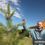 Фото №3 Кедровое масло и живица из родового поместья Ковалёва Владимира,г.Туринск.