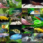 Фото №3 Аквариумные рыбки, раки, крабы, растения