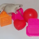 Фото №3 Декоративные крысята сиам