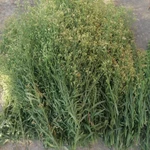 Фото №2 Мелколепестник Канадский. Цена за 100 грамм.