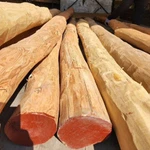 фото Акация Робиния бревна окоренные от производителя.