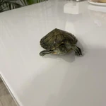 Фото №2 Красноухая черепаха