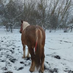 Фото №3 Лошадь тежеловоз