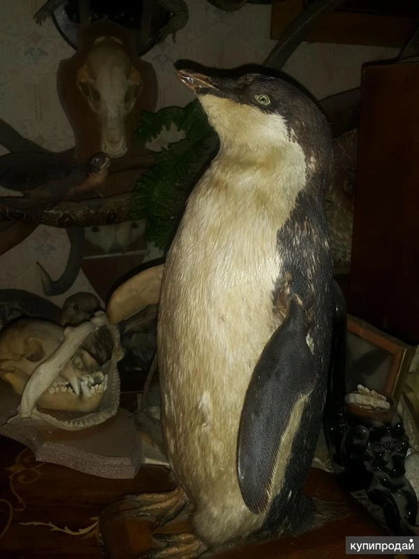 Фото Аренда змей крокодила чучела животныхчу