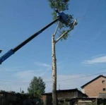 фото Профессиональный спил деревьев г. Богородск