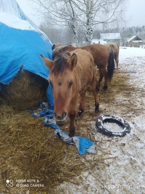 Фото Жеребята