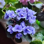 Фото №10 Фиалки