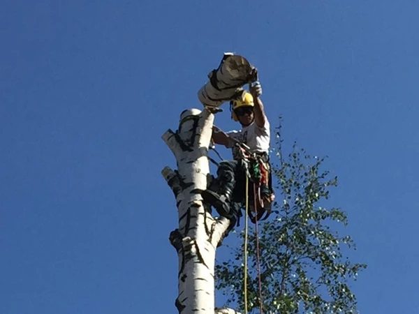 Фото Удаление Обрезка деревьев, расчистка участка в Томилино