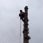 Фото №4 Спил деревьев 