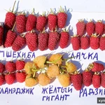 Фото №3 Малина летняя и ремонтантная 40 сортов