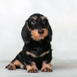 Фото №8 Такса жесткошерстная стандартная - "Из Ново-Переделкино"