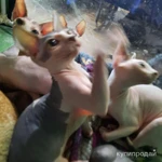 Фото №3 ЛАСКОВЫЕ И НЕЖНЫЕ КОТОДЕТКИ