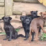 Фото №7 Брабансон черный и шоколадный