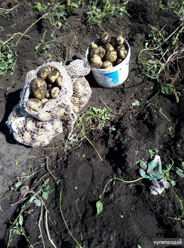 Фото Картошка