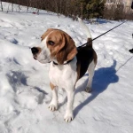 Фото №3 Кобель для вязки