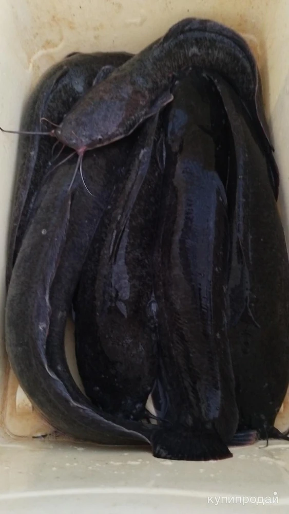 Фото Сом клариевый