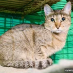 Фото №3 Кошечка Веста - юная полосаточка в дар