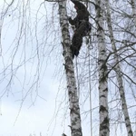 Фото №3 Вырубка, обрезка, спил и удаление деревьев в Монино