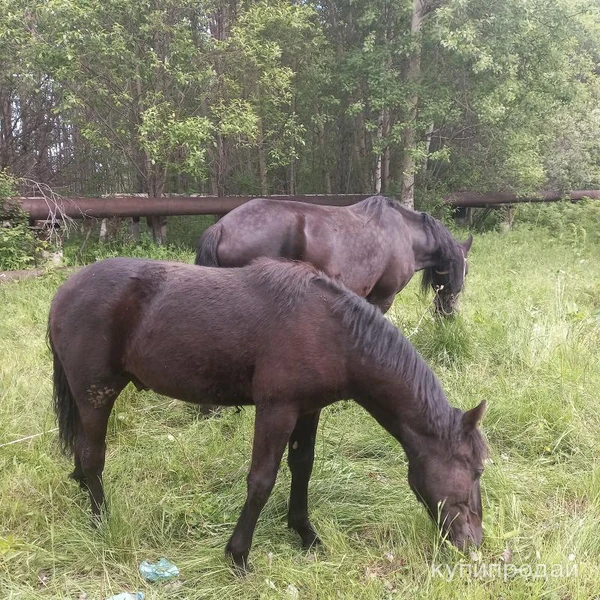 Фото Продажа с/х животных