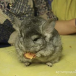 Фото №5 шиншилла ангора