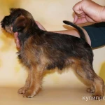 Фото №5 Бельгийские гриффоны