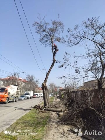 Фото Спил деревьев, дробление пней!