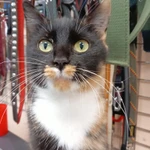 Фото №4 Кошка ищет дом