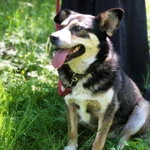 Фото №3 Очаровательная Малышка в дар.