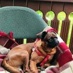 Фото №9 Вязка Пти-брабансон