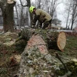 Фото №4 Спил деревьев