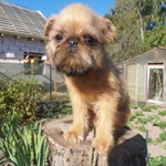 Фото №12 БРЮССЕЛЬСКИЙ ГРИФФОН 4,5 мес.