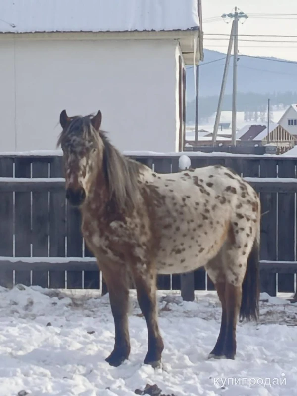 Фото Продам чубарого алтайского жеребца