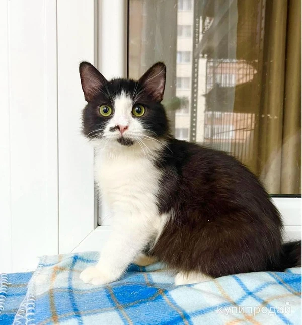 Фото Пушистый котёнок Нафаня в добрые руки