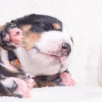 Фото №4 Щенки Большого Швейцарского Зенненхунда