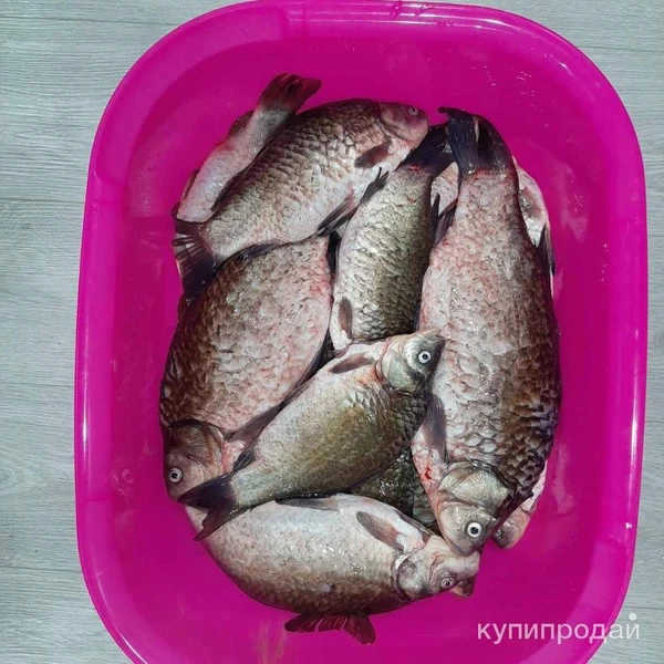 Фото Свежий карась!