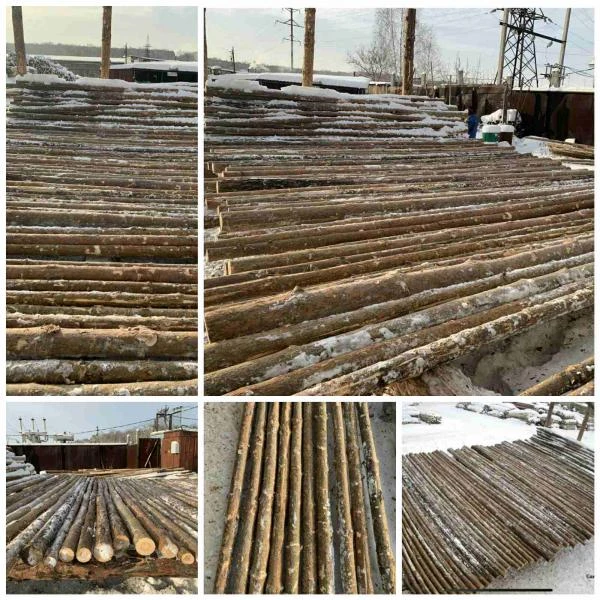 Фото ЖЕРДИ СОСНОВЫЕ