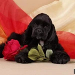 Фото №3 Американский кокер спаниель