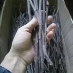 Фото №5 Веточки айвы дикорастущей. Цена за 100 грамм.