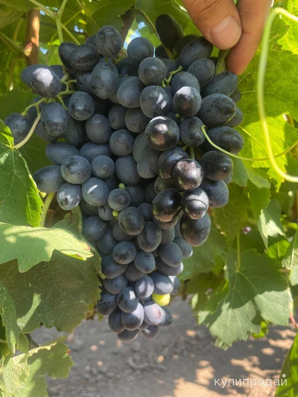 Фото Фрукты