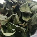 Фото №2 Листья вишни. Цена за 100 грамм.