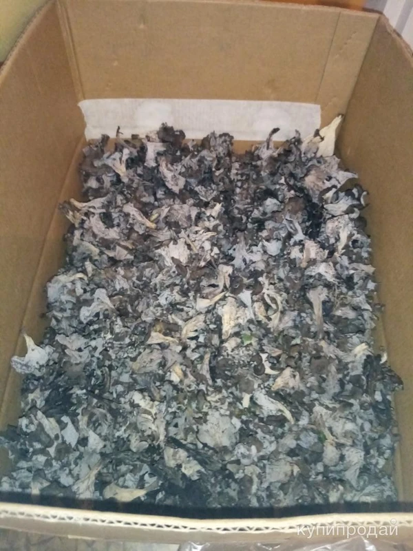 Фото Чёрная лисичка